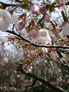 20100321 sakura 002 ブログ用縮小.jpg