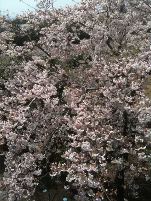 20100403　桜9分咲き　203号室より