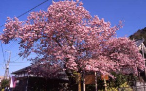 河津桜　原木