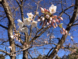 20150327 桜開花