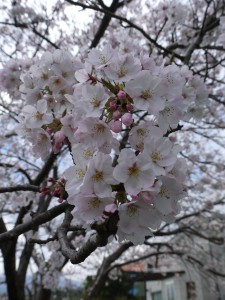 20150401 桜満開 (8)