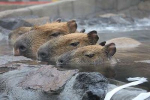 カピパラの湯