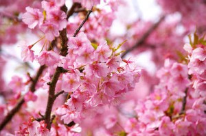 河津桜