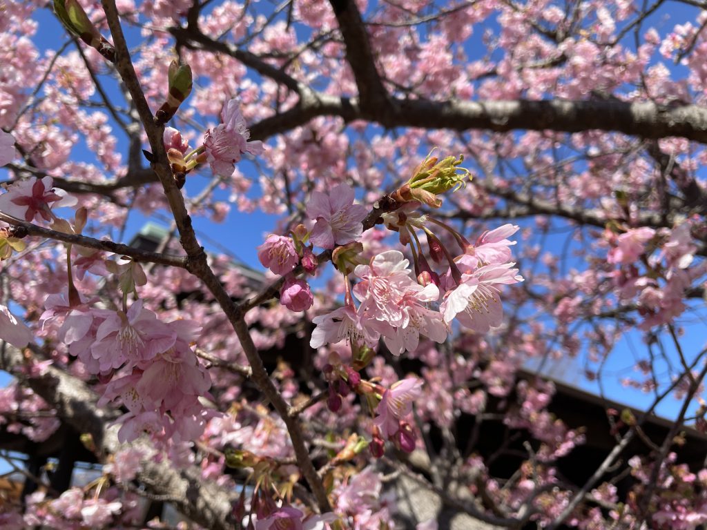 河津さくらまつり